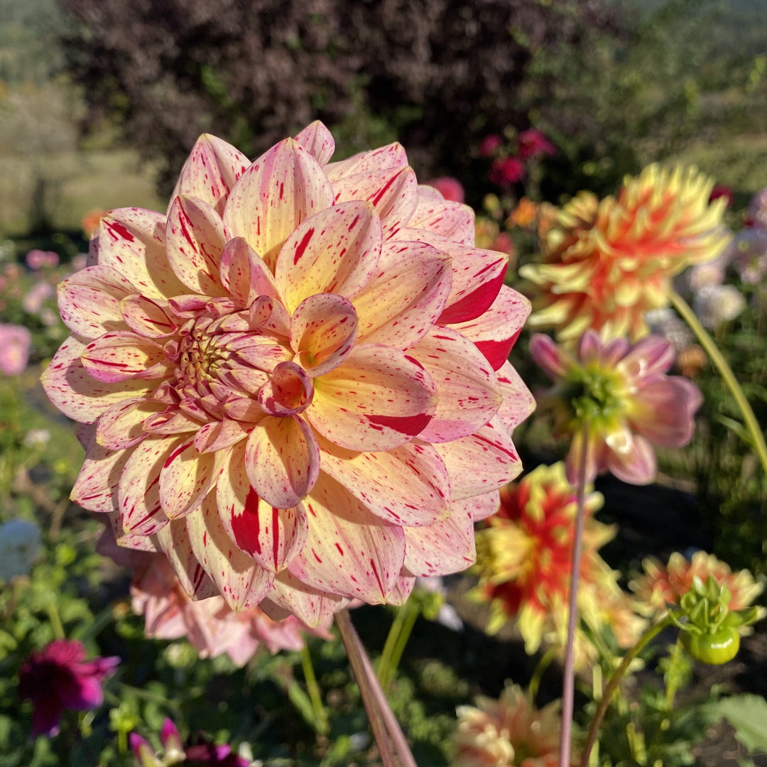 Alchemy Farm Grower's Choice Dahlia Collection: 10 Specialty Cut Flower Dahlia Tubers
