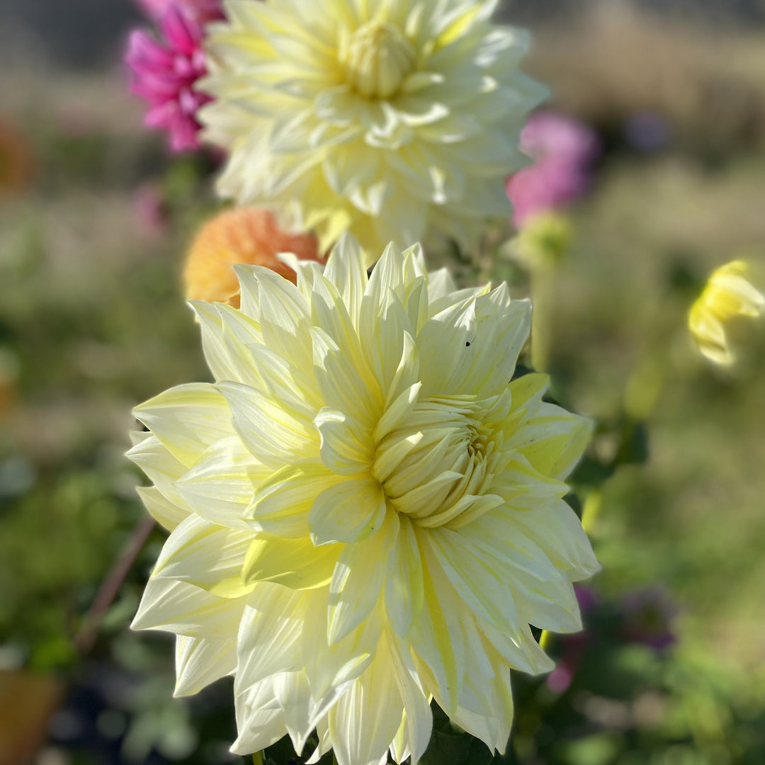 Alchemy Farm Grower's Choice Dahlia Collection: 10 Specialty Cut Flower Dahlia Tubers