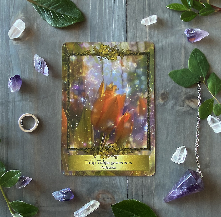Tulip + Amethyst, Alchemy Farm Flower Essence