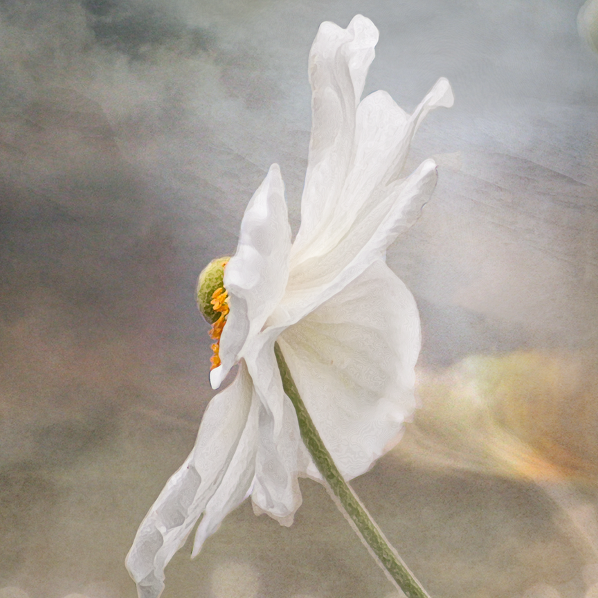 Peony + Amethyst, Alchemy Farm Flower Essence