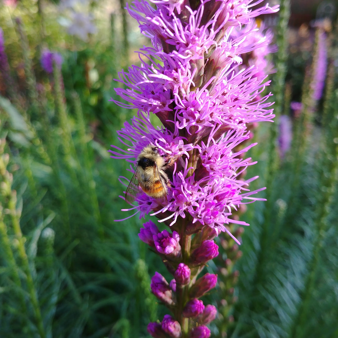 Liatris, Bees and Views from the Garden