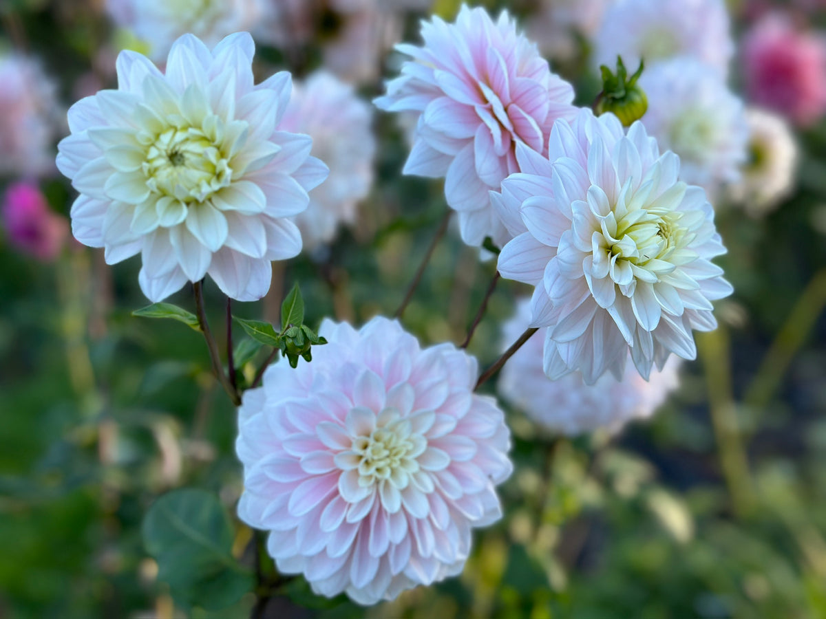 Alchemy Farm Flowers, Salt Spring Island - Bee and Pollinator Haven