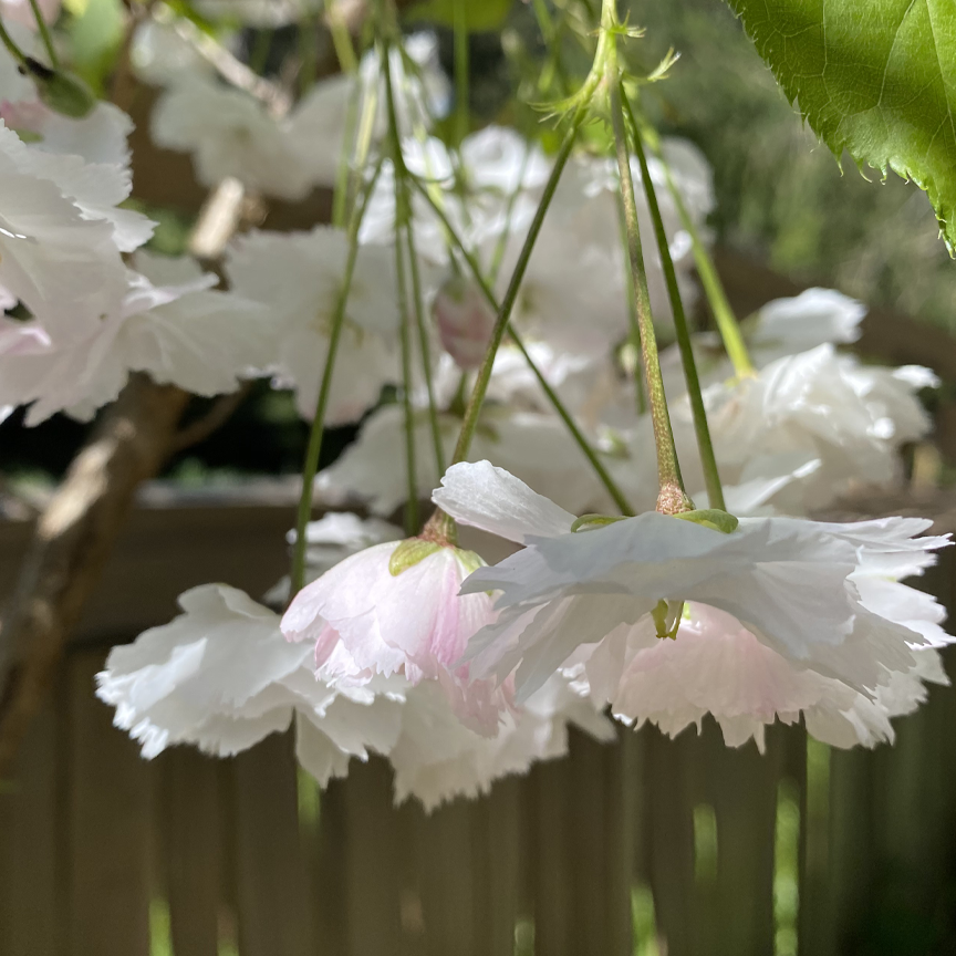 Alchemy Farm Flower Essence: Cherry Blossom + Quartz