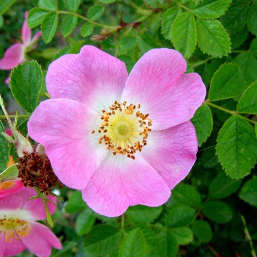 Alchemy Farm Flower Essence: Nootka Rose + Quartz