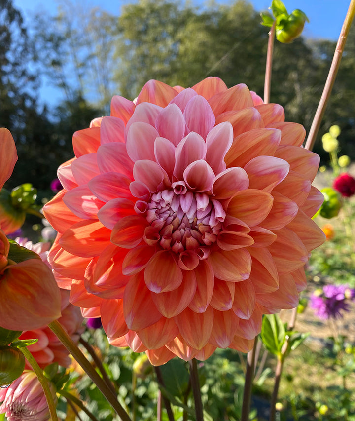 Mother's Day Dahlia Gift Pack