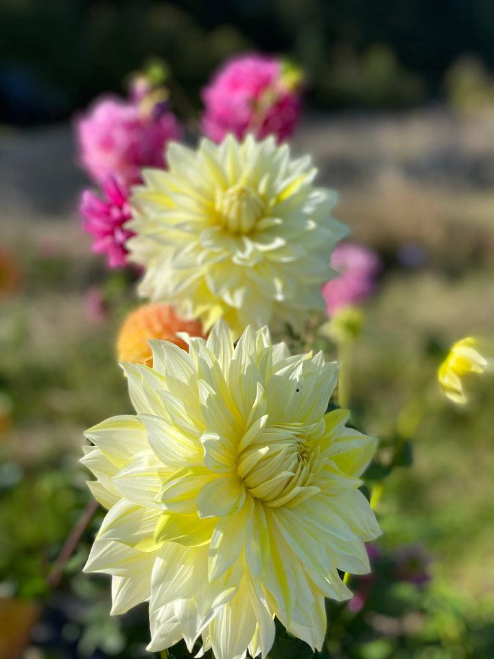 Mother's Day Dahlia Gift Pack