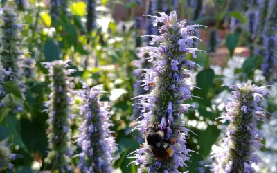 Liatris, Bees and Views from the Garden