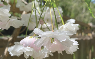 Spring at Alchemy Farm