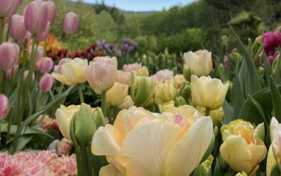 When Flowers Speak: Healing with the Alchemy Flower Oracle