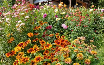 Why Planting a Bee Garden is Good for Pollinators, Good for the Planet, and Good for You!
